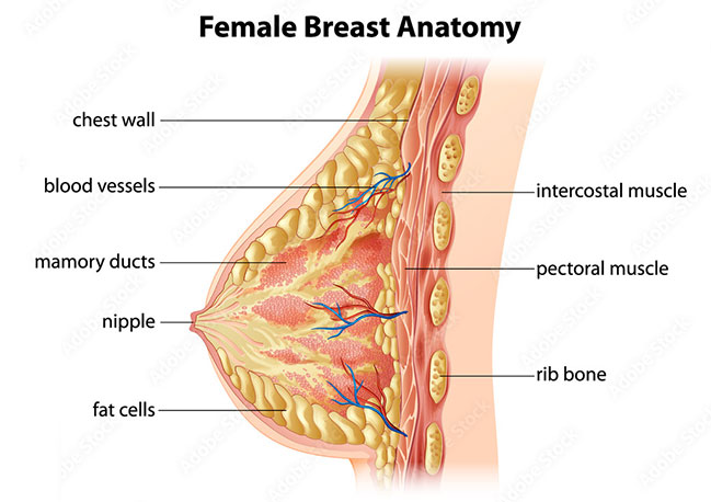 Female Breast Anatomy Dr Gabbay
